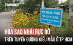 Hoa sao nhái rực rỡ trên tuyến đường kiểu mẫu ở TP.HCM