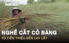 Nghề cắt cỏ bàng ở Tây Ninh: Từng kiếm tiền triệu, nay lay lắt