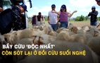 Từng gây sốt MXH, đồi cừu Suối Nghệ chỉ còn 1 đàn cừu níu chân du khách