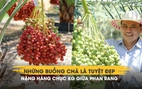 Chiêm ngưỡng những buồng chà là tuyệt đẹp nặng hàng chục kg giữa Phan Rang