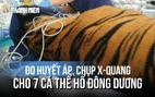 Đo huyết áp, chụp X-quang cho 7 cá thể hổ Đông Dương tại Vườn quốc gia Phong Nha - Kẻ Bàng