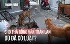 Áp dụng mức phạt đến 2 triệu đồng: Vì sao chó thả rông không rọ mõm vẫn tràn lan tại TP.HCM?