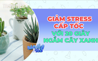 Giảm stress cấp tốc với 20 giây ngắm cây xanh