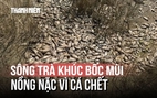 Sông Trà Khúc bốc mùi hôi thối vì cá chết mắc cạn giữa các ao tù