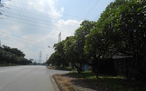 Hoa sứ khu công nghiệp