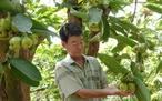Mận xanh đường 'hồi sinh', nhà vườn miền Tây thu nhập hàng trăm triệu đồng/năm