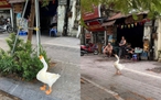 Con ngỗng được bà dắt đi dạo ở Hà Nội, dân mạng hỏi nhau ‘gặp ở đâu?’