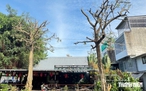 Tỉa hoa, cưa cành cây hoa sữa gây mùi hương khó chịu ở TP.HCM