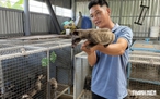 Từ lái xe thuê đến cơ ngơi nuôi chồn hương thu nhập hàng trăm triệu đồng