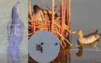 Loài trong Sách đỏ tấn công ổ trích ré, chim bố liều mạng bảo vệ vợ con