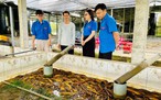 Chàng trai miền Tây nuôi lươn thu lãi cao nhờ 'bí quyết' này