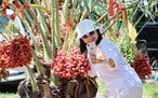 Giữa trung tâm Phan Rang có vườn chà là trĩu quả rộng hơn 2.000 m²