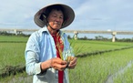 Nắng nóng và xâm nhập mặn, lúa hè thu ở Quảng Ngãi chết hàng loạt