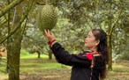 Lễ hội sầu riêng Đắk Lắk 2026: Kỷ lục 101 món ăn, show diễn ánh sáng cực đỉnh
