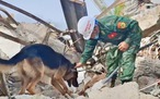 Quân khuyển Việt Nam hoạt động hiệu quả hàng đầu trong cứu hộ tại Venezuela