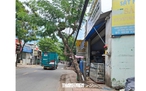 Nguy cơ cây xanh bật gốc, ngã đổ trong mùa mưa
