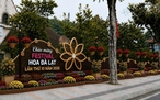 Festival Hoa 2026: Phường Xuân Hương - Đà Lạt vận động nhà nhà trồng hoa