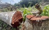 Vụ chặt phá 165 cây sao đen ở Bình Định: Sẽ truy cứu trách nhiệm hình sự