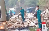 Quảng Trị: Lật xe chở dê, người dân kêu gọi mua dê  'giải cứu'