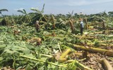 Đồng Nai: Lốc xoáy càn quét hơn 115 ha chuối ở Trảng Bom