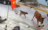 Đà Nẵng: Một trẻ em bị bò thả rông húc văng