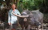 Lão nông miền Tây 'kỳ lạ', dành tiền giải cứu trâu bò khỏi lò mổ suốt 9 năm