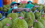Điều tiết kịp thời, tránh ùn tắc hàng hóa nông sản tại khu vực cửa khẩu