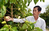 Bỏ túi hơn 1 tỉ đồng mỗi năm từ… cây nhàu