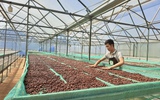Người trồng cà phê Đắk Lắk chỉ cách nhận biết cà phê trộn đậu nành, bắp rang