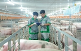 Thương hiệu 'heo ăn chay' thí điểm mô hình nuôi nhóm