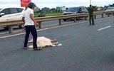 Sau khi đâm bạn gái trọng thương, người đàn ông chạy ra đường lao vào xe tải