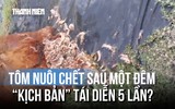 Uẩn khúc 5 lần ao tôm nghi bị 'thuốc': Chủ ao kiệt quệ, tính đường rời quê