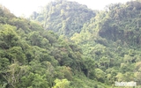 Báu vật rừng già: Bí mật giữa đại ngàn
