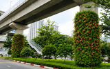 Hà Nội thí điểm trồng cây phủ xanh trụ cầu đường sắt, hầm chui