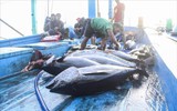 'Làn bơi' qua Mỹ của cá ngừ gặp nhiều rào cản