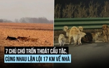 Khó tin: 7 con chó trốn thoát cẩu tặc, cùng nhau vượt 17 km về nhà