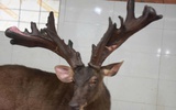 Một nông dân bán cặp nhung nai 'khủng' với giá 107 triệu đồng