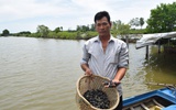 Làm giàu từ nuôi sò huyết dưới tán rừng ở miệt Thứ, An Giang