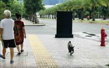 Đừng bắt cộng đồng chịu đựng tình trạng nuôi chó vô ý thức