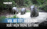 Khoảnh khắc hiếm: Voi con vô tư tắm bùn giữa rừng Mã Đà