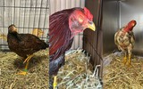 Mỹ triệt phá 2 trường gà lớn, bắt giữ hàng chục người