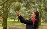 Lễ hội sầu riêng Đắk Lắk 2026: Kỷ lục 101 món ăn, show diễn ánh sáng cực đỉnh