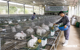 Người chăn nuôi thỏ kiến nghị được đối xử như chăn nuôi gà