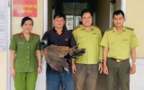Chim công Ấn Độ bay lạc vào chuồng vịt nhà dân ở Cần Thơ