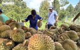 Sầu riêng bứt tốc, xuất khẩu rau quả chinh phục kỷ lục mới