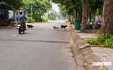 Chó thả rông ở Cát Lái: Vì sao tiếp nhận 14 phản ánh nhưng chưa xử phạt?
