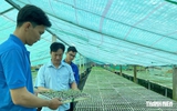 Thu nhập 300 triệu đồng/năm từ vườn ươm ớt chỉ thiên và ớt sừng vàng châu Phi