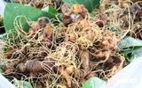 Mê trận sâm Ngọc Linh thật - giả: Làm sao biết đúng nguồn gốc?