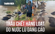 Ngậm ngùi nhìn trâu chết hàng loạt do ngạt nước trong bão Kalmaegi