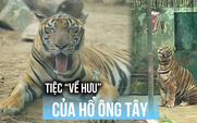 Thảo Cầm Viên tổ chức tiệc ‘về hưu’ cho hổ ‘Ông Tây’